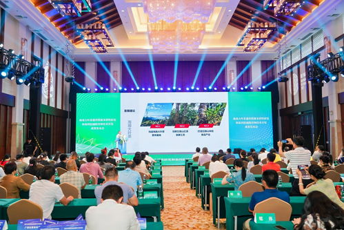 海南大葉茶 山茶家族的新成員，熱帶雨林的獨特饋贈